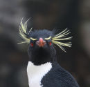 Rockhopper Penguin